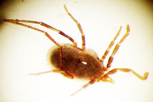 Erythraeus cinereus